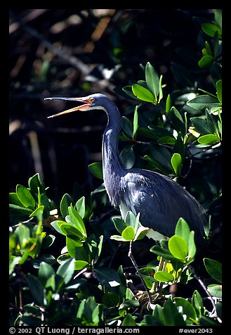 Tri-colored heron. Everglades National Park (color)