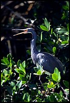 Tri-colored heron. Everglades National Park ( color)