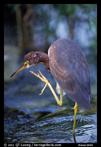 Tri-colored heron. Everglades National Park (color)