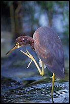 Tri-colored heron. Everglades National Park ( color)