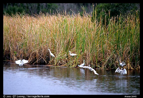 White Herons. Everglades National Park (color)