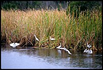 White Herons. Everglades National Park, Florida, USA.