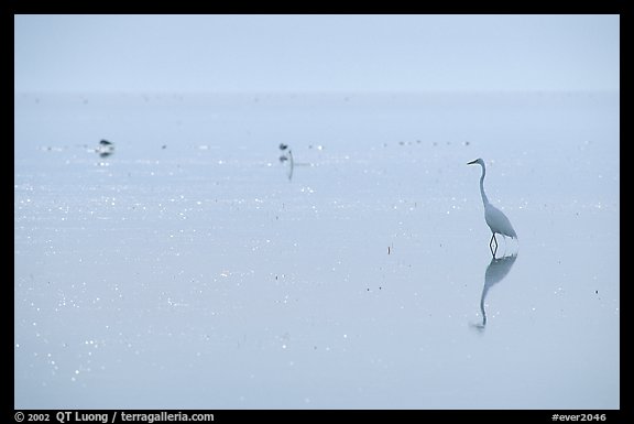 Great White Heron on bayshore. Everglades National Park (color)