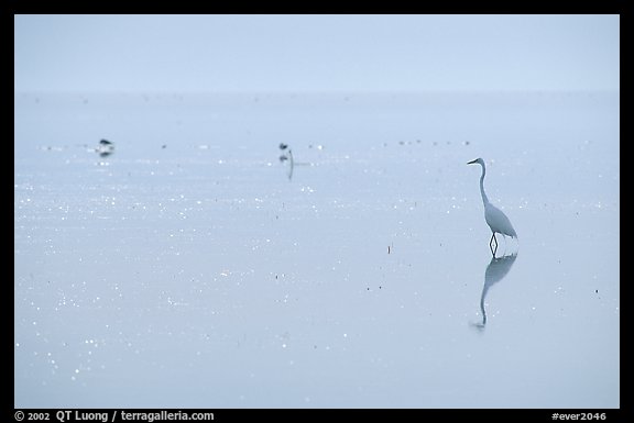 Great White Heron on bayshore. Everglades National Park, Florida, USA.