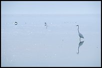 Great White Heron on bayshore. Everglades National Park ( color)