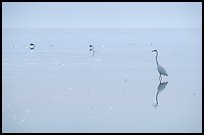 Great White Heron on bayshore. Everglades National Park, Florida, USA. (color)