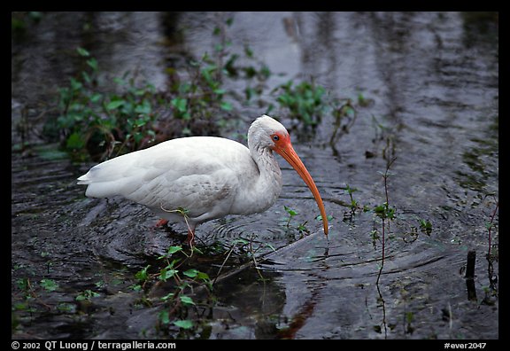 Ibis. Everglades National Park (color)