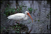 Ibis. Everglades National Park, Florida, USA. (color)