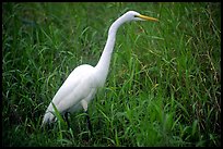 Great White Heron. Everglades National Park, Florida, USA.