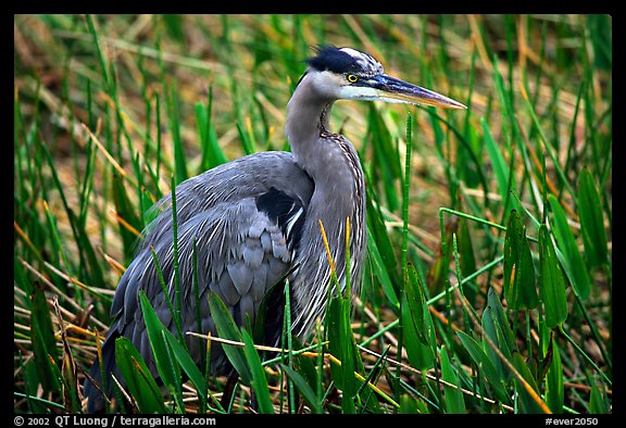 Blue heron. Everglades National Park, Florida, USA.