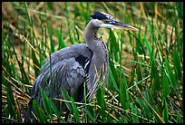 Blue heron. Everglades National Park, Florida, USA.