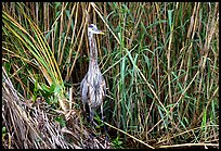 Great Blue Heron. Everglades National Park ( color)