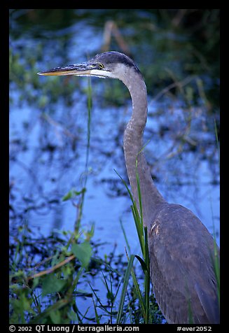 Blue heron. Everglades National Park, Florida, USA.