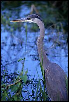 Blue heron. Everglades National Park, Florida, USA.