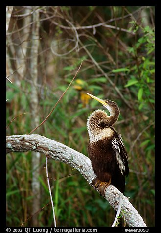 Ahinga. Everglades National Park (color)