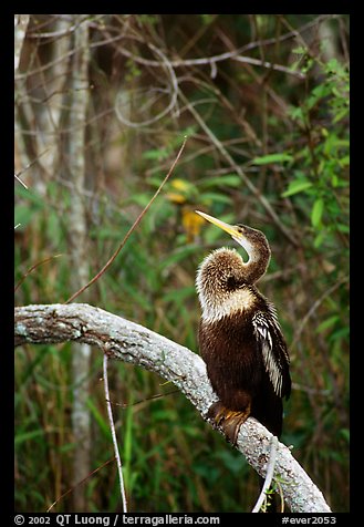 Ahinga. Everglades National Park, Florida, USA.