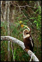 Ahinga. Everglades National Park, Florida, USA.