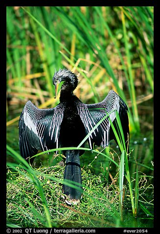 Ahinga. Everglades National Park, Florida, USA.
