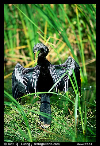 Ahinga. Everglades National Park, Florida, USA.