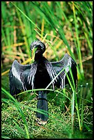 Ahinga. Everglades National Park, Florida, USA.