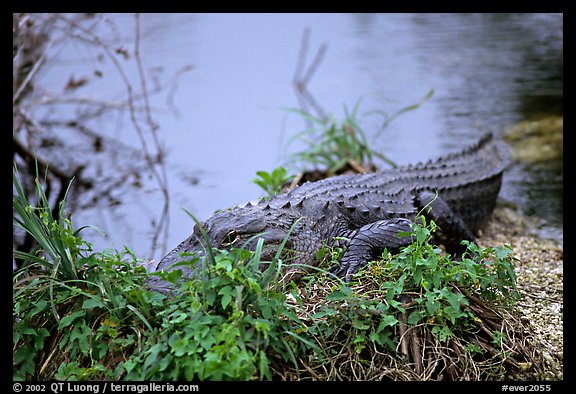 Alligator (scientific name: Alligator mississippiensis). Everglades National Park (color)