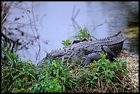 Alligator (scientific name: Alligator mississippiensis). Everglades National Park, Florida, USA.