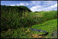 Alligator at Eco Pond. Everglades  National Park, Florida, USA.