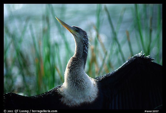 Ahinga. Everglades National Park, Florida, USA.