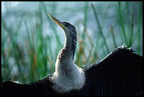 Ahinga. Everglades National Park, Florida, USA. (color)