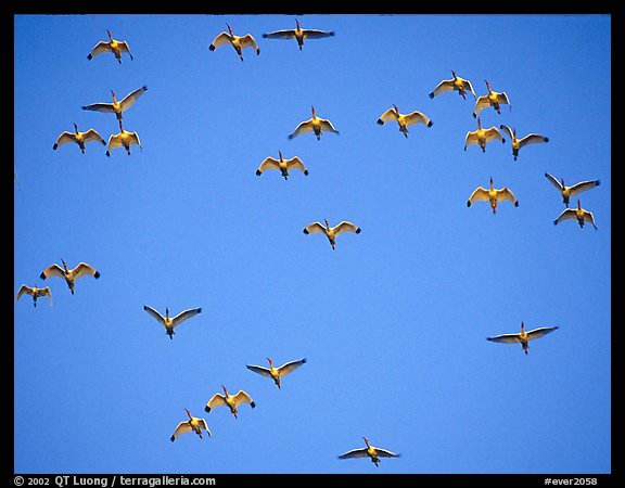 Flock of white ibis in flight. Everglades National Park, Florida, USA.