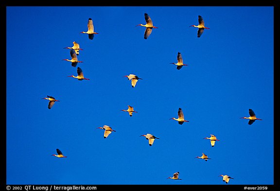 White ibis in flight. Everglades National Park, Florida, USA.