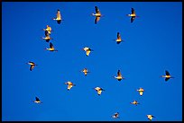 White ibis in flight. Everglades National Park, Florida, USA. (color)