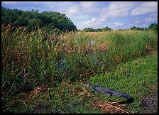 Alligator resting on grass near Eco Pond. Everglades National Park, Florida, USA.