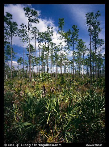 Slash pines and saw-palmetttos, remnants of Florida's flatwoods. Everglades National Park, Florida, USA.