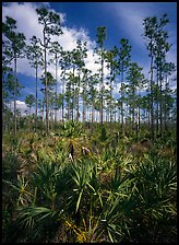 Slash pines and saw-palmetttos, remnants of Florida's flatwoods. Everglades National Park, Florida, USA. (color)