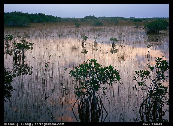 Mangrove shrubs several miles inland near Parautis pond, sunrise. Everglades National Park, Florida, USA.
