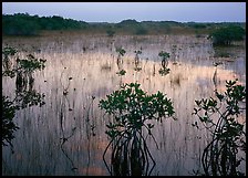 Mangrove shrubs several miles inland near Parautis pond, sunrise. Everglades National Park, Florida, USA. (color)