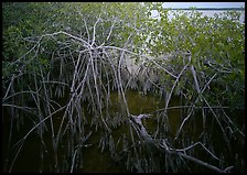Red mangroves on West Lake. Everglades National Park, Florida, USA.