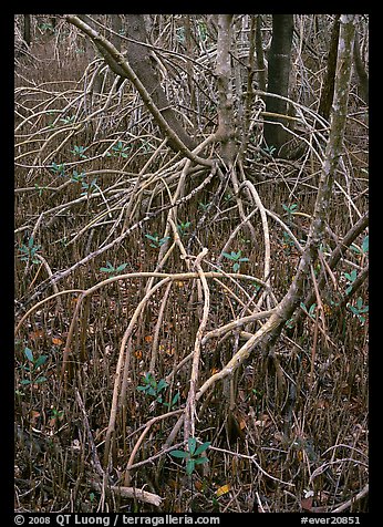 Red and black mangroves in mixed swamp. Everglades National Park, Florida, USA.