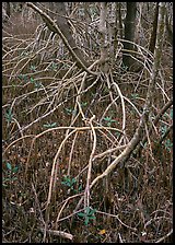 Red and black  mangroves. Everglades  National Park ( color)