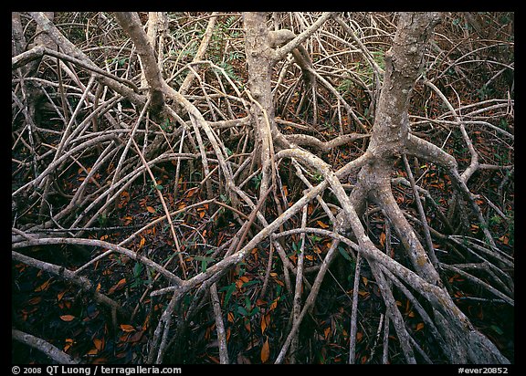 Red mangroves. Everglades  National Park (color)