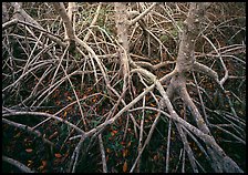 Red mangroves. Everglades National Park ( color)