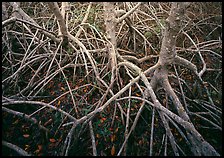 Red mangroves. Everglades  National Park ( color)