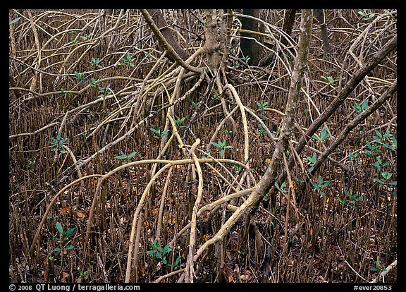 Intricate root system of red mangroves. Everglades  National Park (color)