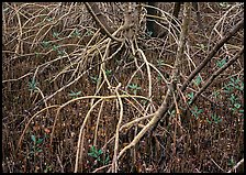 Intricate root system of red mangroves. Everglades National Park ( color)