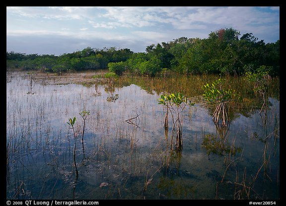 Mixed marsh ecosystem with mangrove shrubs near Parautis pond, morning. Everglades National Park (color)