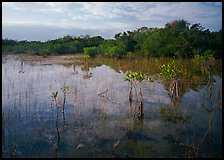 Mixed marsh ecosystem with mangrove shrubs near Parautis pond, morning. Everglades National Park ( color)