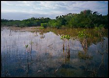 Mixed marsh ecosystem with mangrove shrubs near Parautis pond, morning. Everglades National Park, Florida, USA.