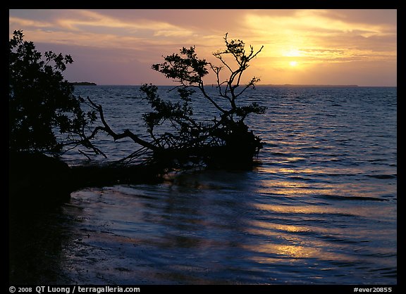 Fallen mangrove tree in Florida Bay, sunrise. Everglades  National Park (color)