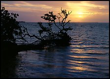 Fallen mangrove tree in Florida Bay, sunrise. Everglades  National Park ( color)